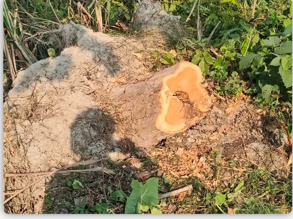 बिना किसी अनुमति पत्र के चोरी-चोरी कटवा लिए 7 सागौन के पेड़ग्रामीणों में आक्रोश, पीड़ित ने दी तहरीर