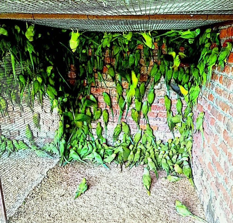 383 तोते बरामद, वन विभाग की छापेमारी में बड़ी कार्रवाई